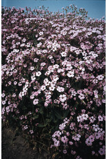 Bloem Saponaria vaccaria ‘Pink Beauty'
