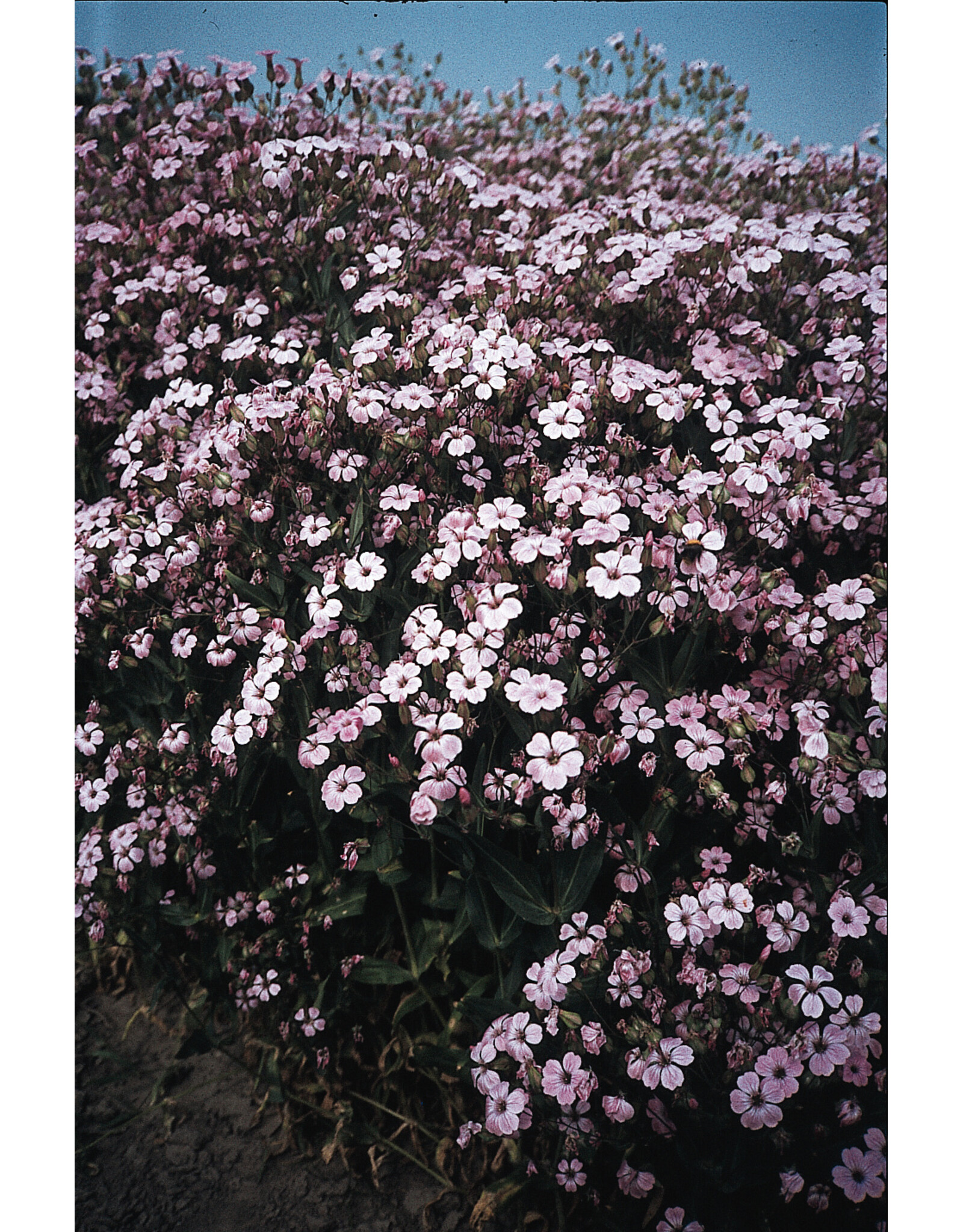 Bloem Saponaria vaccaria ‘Pink Beauty'