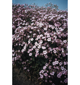 Bloem Zeepkruid