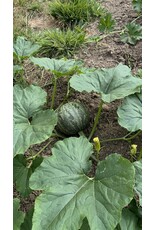 Courgette Pepo