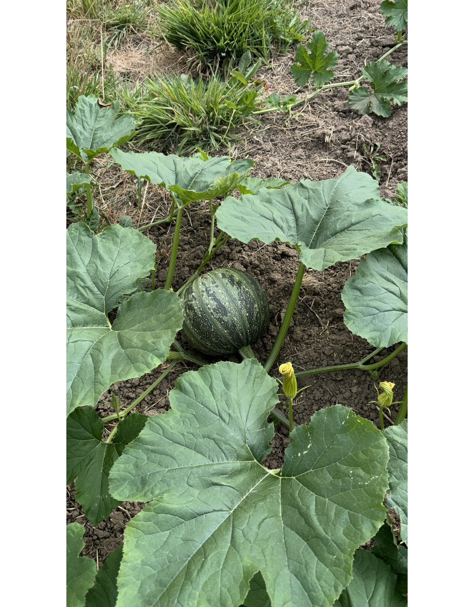 Courgette Pepo