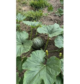 Courgette Pepo