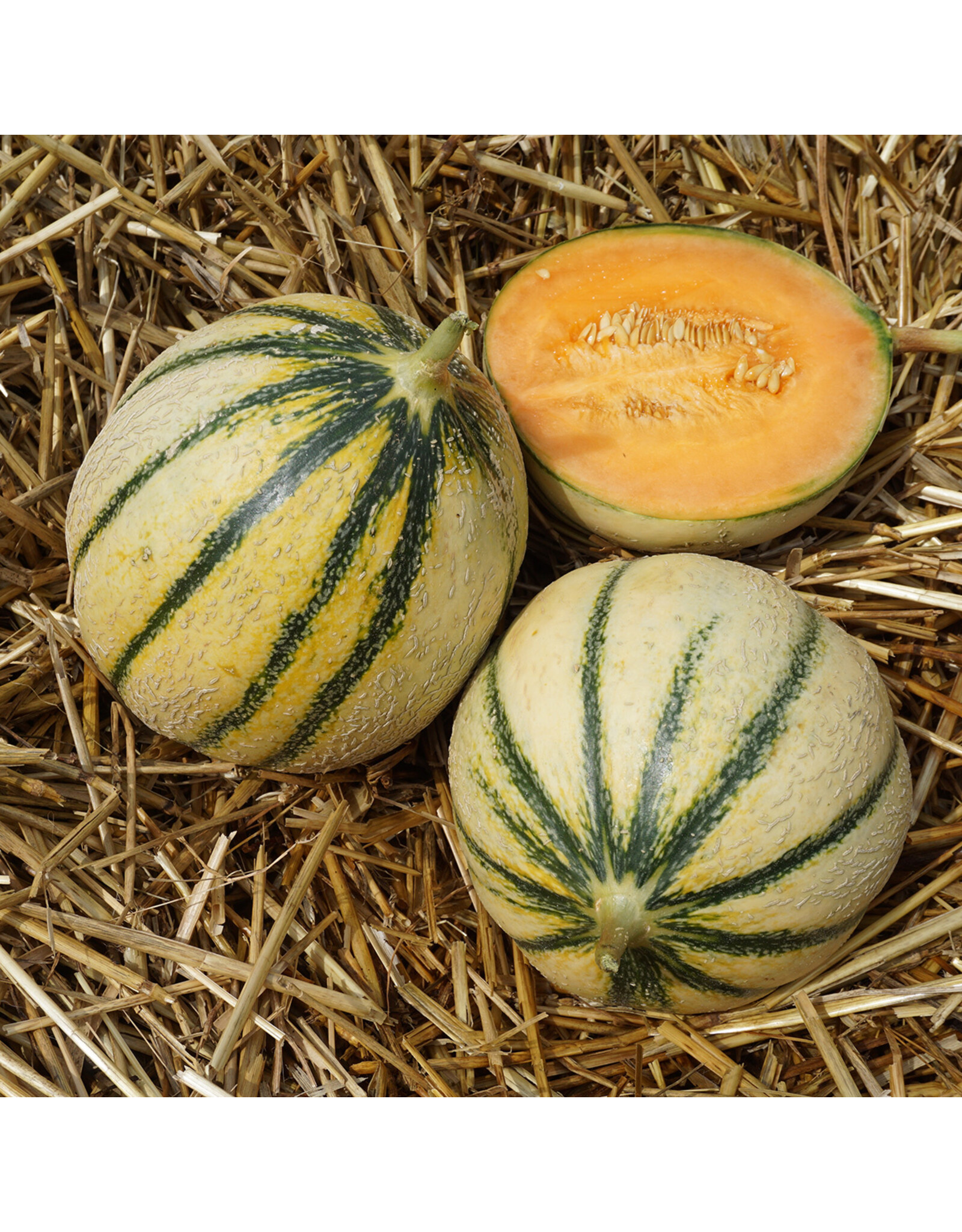 Meloen Cucumis melo