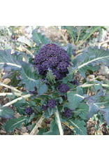 Broccoli Paarse broccoli