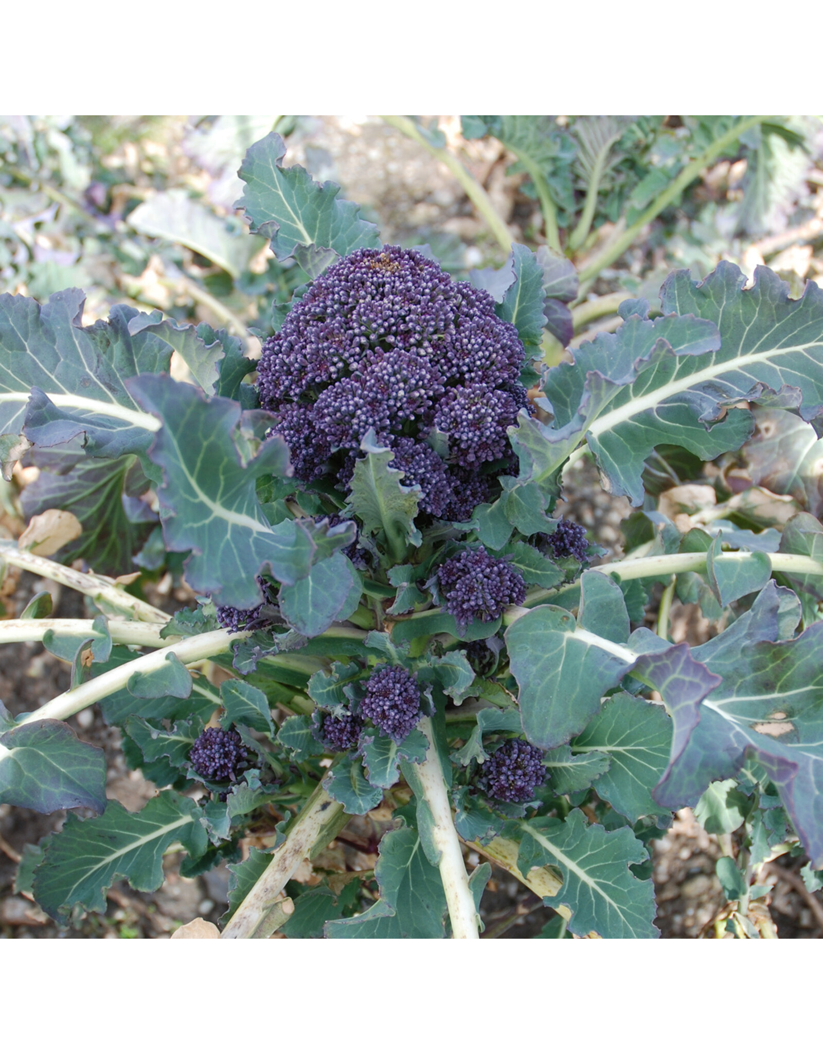 Broccoli Paarse broccoli