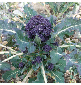 Broccoli Early purple sprouting