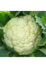 Bloemkool Goodman