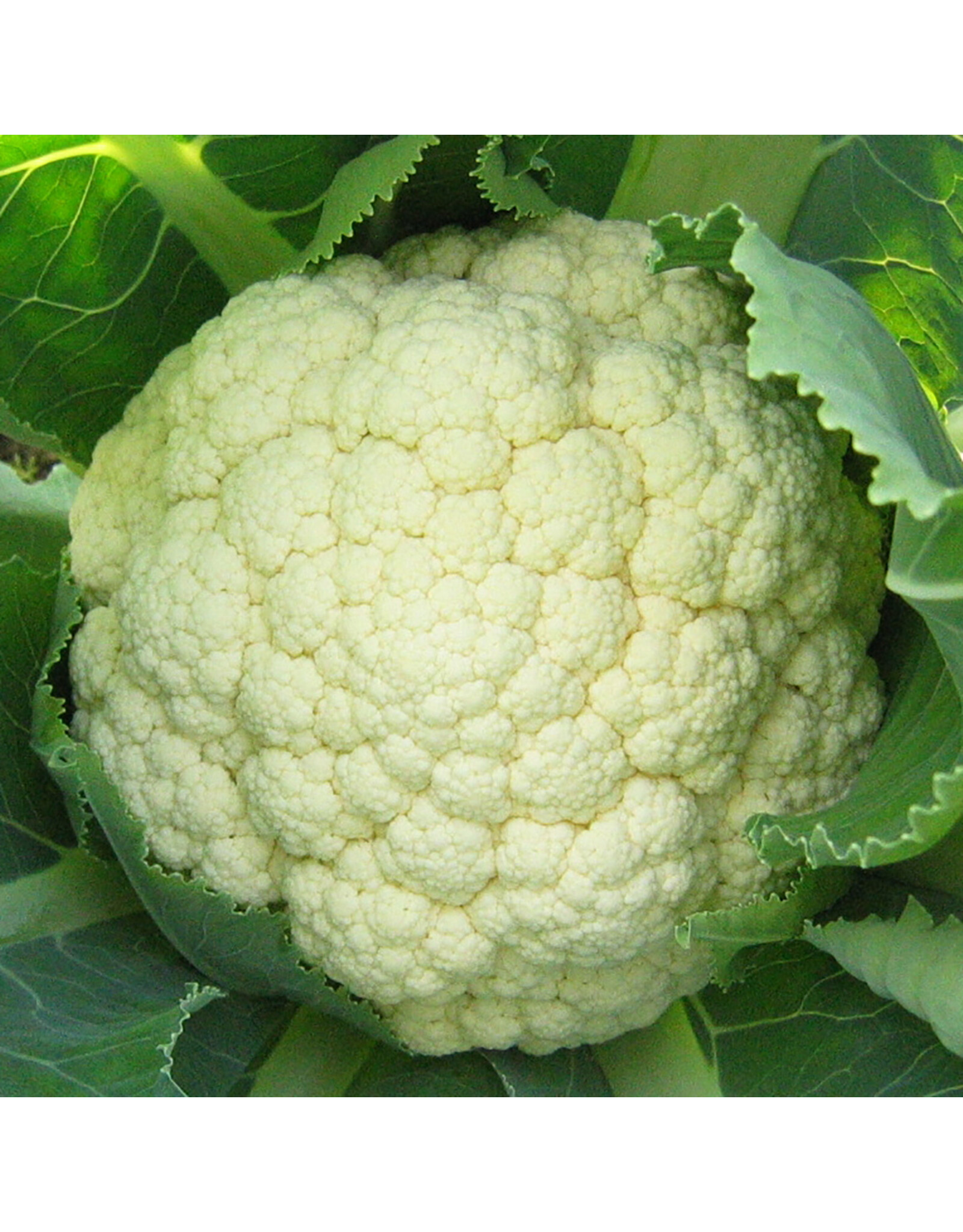 Bloemkool Goodman