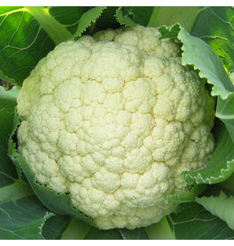 Bloemkool Goodman