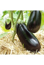 Aubergine Meronda