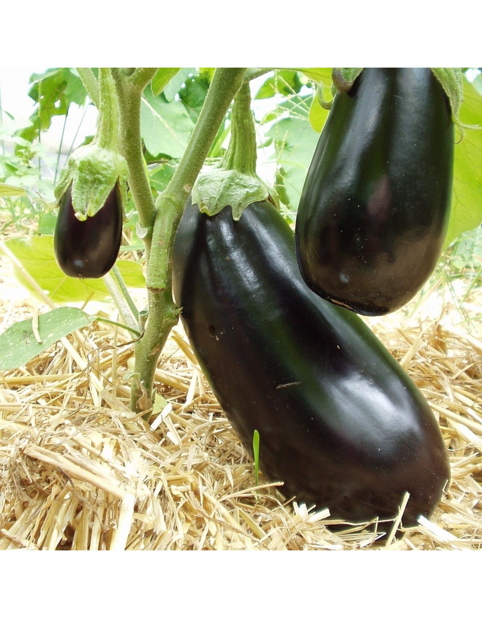Aubergine Meronda