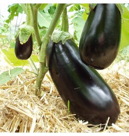 Aubergine Meronda