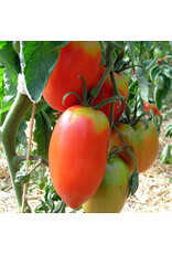 tomaat Amish - Pasta tomaat