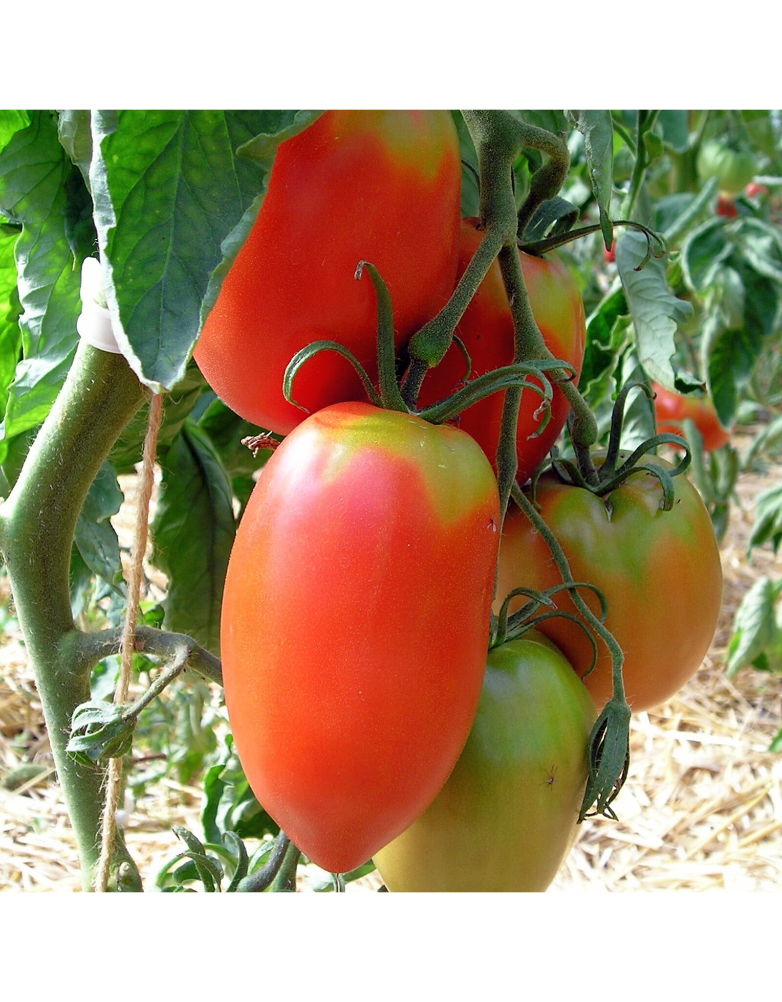 tomaat Amish - Pasta tomaat