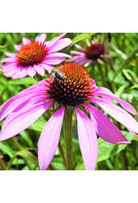 Bloem Rode zonnehoed