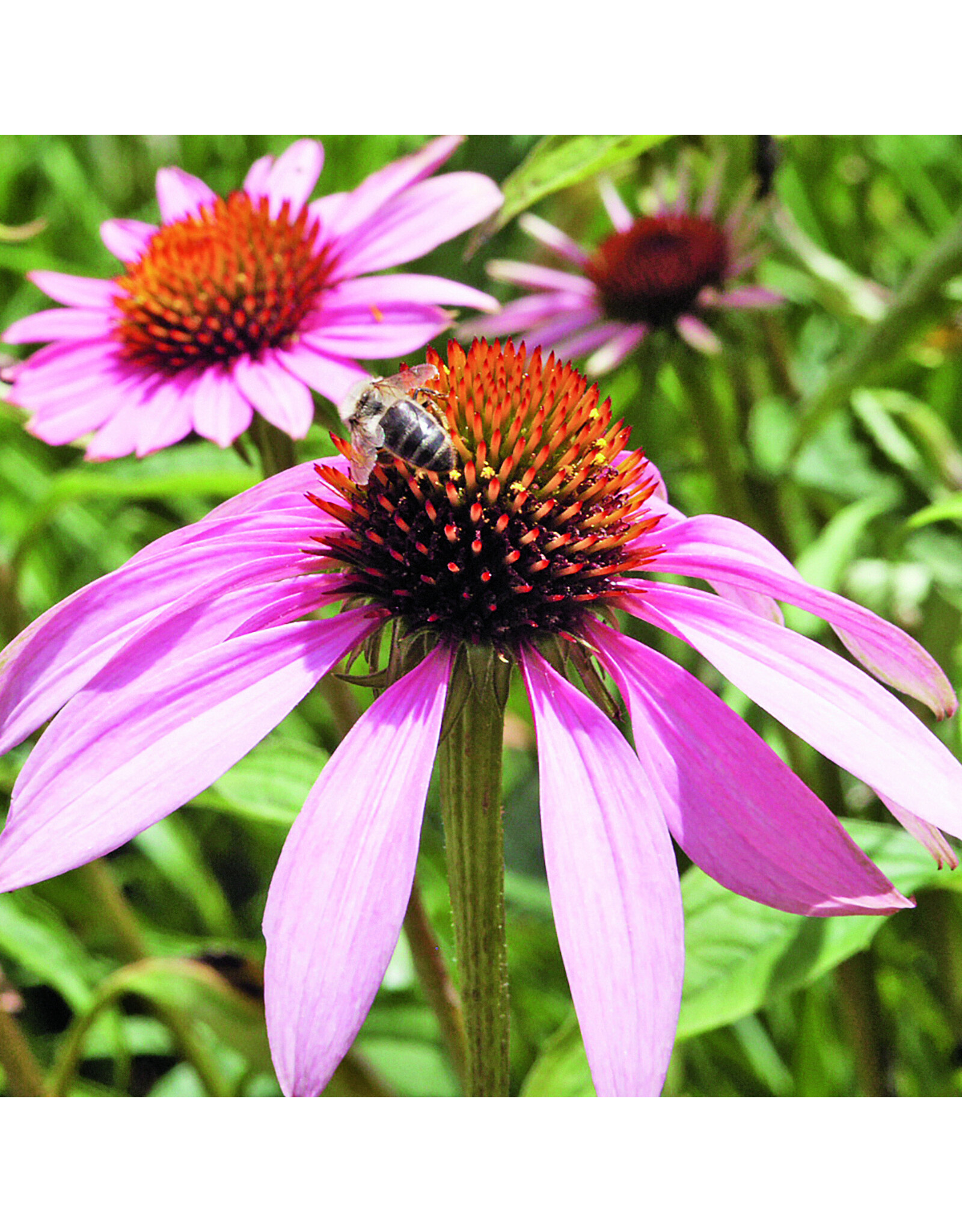Bloem Rode zonnehoed