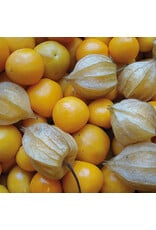 Kruisbes Schönbrunner gold