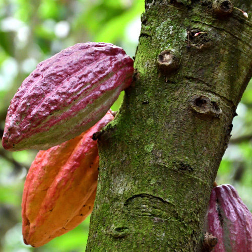 'Cacao-eilanden' 4 origine chocolades