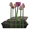 APS GN 1/1 basket