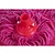 Jantex Bio Fresh Socket Mop Head Red