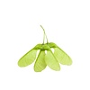 Hendi Aromatic wood chips