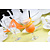 Pasabahce Kieliszek koktajlowy 370 ml (12 szt.)