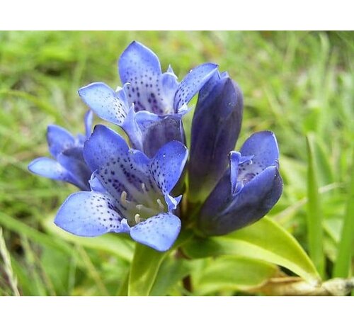 Boezemvriendjes Gentiaan Violet