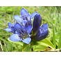 Gentiaan Violet