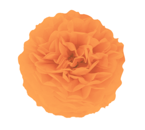 Tuf-Tuf Orangefarbener Pompon, 35 cm | pro Stück