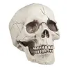 Boland Skull with movable jaw | Per Piece Boland Skull with movable jaw | Per Piece