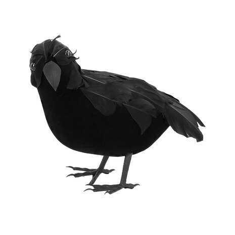 Boland Corbeau noir 23x10cm | à l'unité