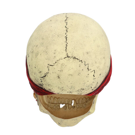 Boland Masker Piraat Crinson Halloween Latex Boland Masker Piraat Crinson Halloween Latex