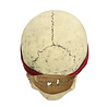 Boland Masker Piraat Crinson Halloween Latex