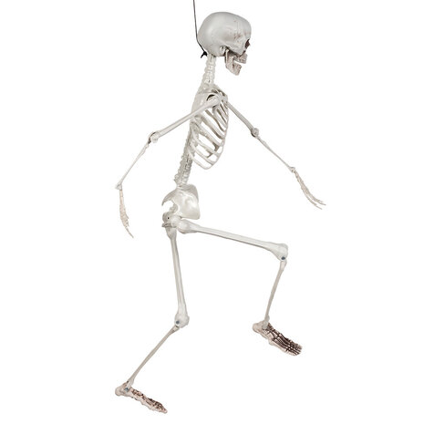 Boland Movable Skeleton Halloween 90cm | per piece