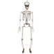 Boland Squelette articulé Halloween 90 cm | à l'unité