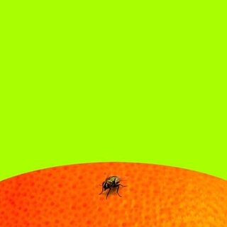 Fruit Fly