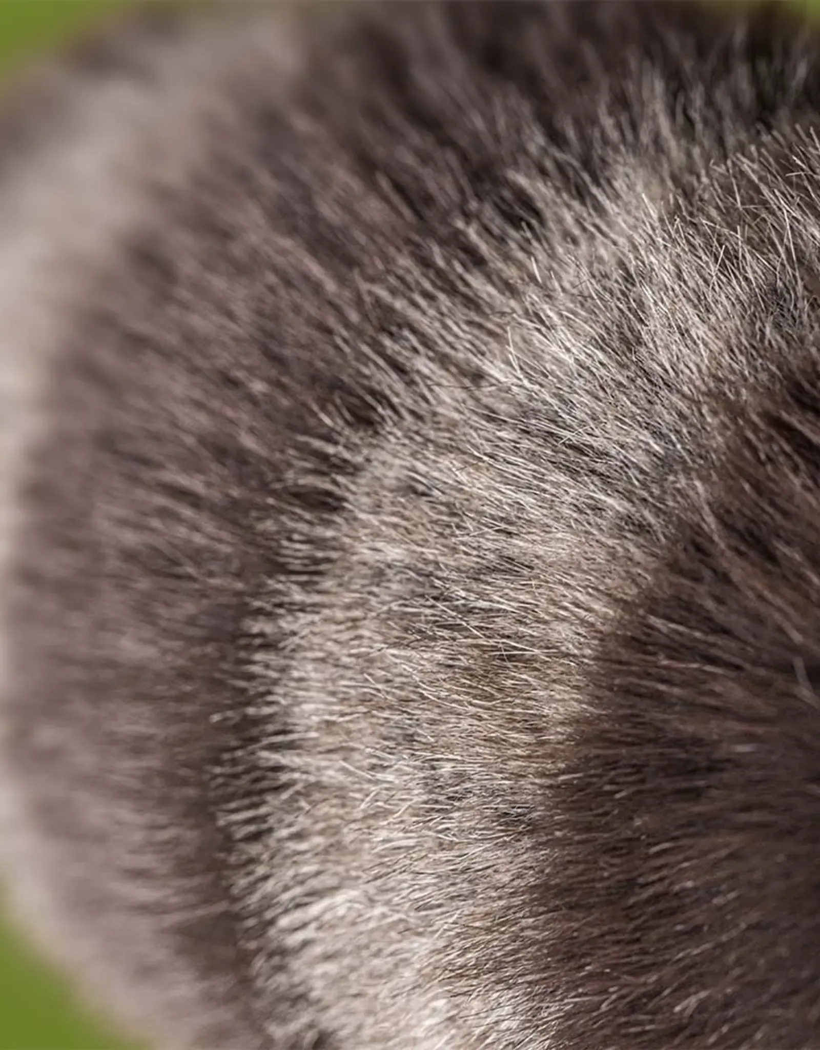 Jellycat Trixiwoo Raccoon