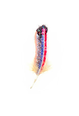Trovelore Broche - Purple Starling Feather