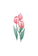 Days of Bloom Wenskaart - Tulpen - Dubbele kaart + Envelop