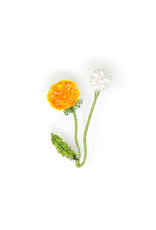 Trovelore Broche - Dandelion