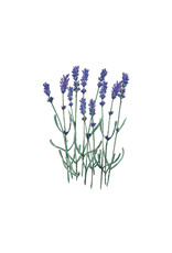 Days of Bloom Wenskaart - Lavendel - Dubbele kaart + Envelop