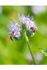 Blossombs Bloembommetjes M - Dank je wel - 12st