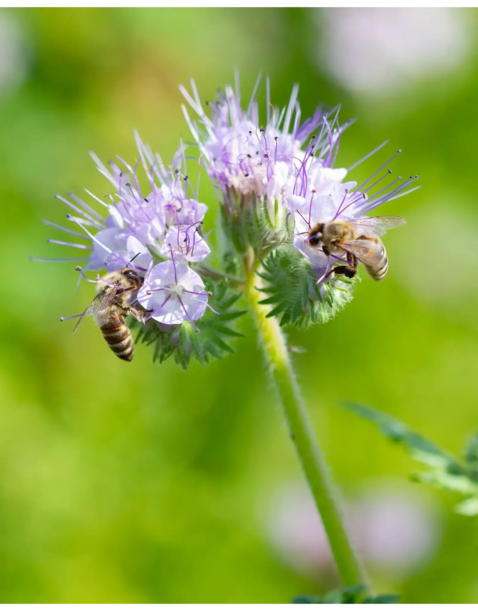 Blossombs Bloembommetjes M - Dank je wel - 12st