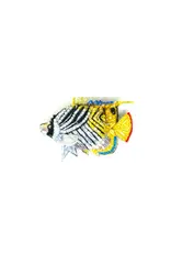 Trovelore Broche - Threadfin Butterfly Fish - 3,5x5,5 cm