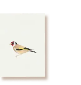 Tucán y limón Wenskaart - Distelvink - Postkaart + Envelop