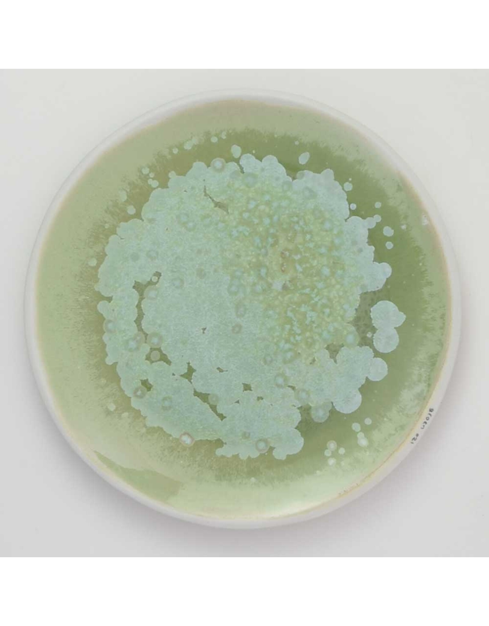 Studio Harm & Elke Color Dishes - Groen 021