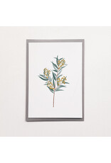 Poussière des rues Wenskaart - Mimosa - Postkaart + Enveloppe