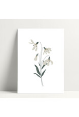 Poussière des rues Wenskaart - Perce-neige  - Postkaart + Envelop