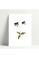 Poussière des rues Wenskaart - Pensées - Postkaart + Envelop