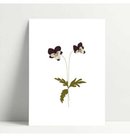 Poussière des rues Wenskaart - Pensées - Postkaart + Envelop